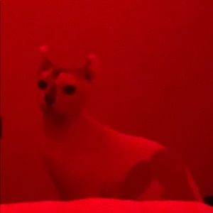 Meet your Posher, Olive